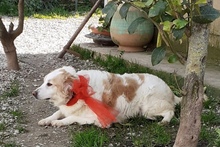 DOLLY, Hund, Mischlingshund in Italien - Bild 5