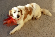 DOLLY, Hund, Mischlingshund in Italien - Bild 6