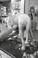 DOLLY, Hund, Mischlingshund in Italien - Bild 8