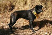 LULU, Hund, Labrador-Deutscher Schäferhund-Mix in Spanien - Bild 3