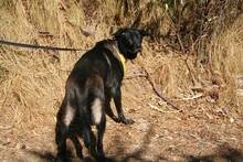 LULU, Hund, Labrador-Deutscher Schäferhund-Mix in Spanien - Bild 6