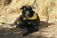LULU, Hund, Labrador-Deutscher Schäferhund-Mix in Spanien - Bild 8
