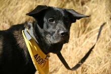 LULU, Hund, Labrador-Deutscher Schäferhund-Mix in Spanien - Bild 9