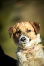 CONNOR, Hund, Mischlingshund in Ungarn - Bild 1