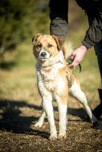 CONNOR, Hund, Mischlingshund in Ungarn - Bild 2