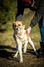 CONNOR, Hund, Mischlingshund in Ungarn - Bild 4