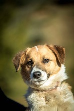 CONNOR, Hund, Mischlingshund in Ungarn - Bild 7