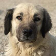 FREA, Hund, Mischlingshund in Griechenland - Bild 1