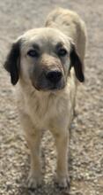 FREA, Hund, Mischlingshund in Griechenland - Bild 10