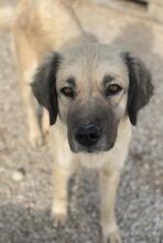 FREA, Hund, Mischlingshund in Griechenland - Bild 11