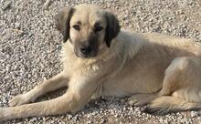 FREA, Hund, Mischlingshund in Griechenland - Bild 14