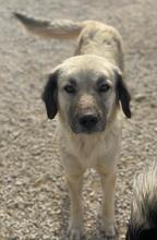FREA, Hund, Mischlingshund in Griechenland - Bild 2
