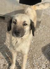 FREA, Hund, Mischlingshund in Griechenland - Bild 4