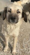 FREA, Hund, Mischlingshund in Griechenland - Bild 5