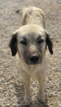FREA, Hund, Mischlingshund in Griechenland - Bild 6