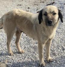 FREA, Hund, Mischlingshund in Griechenland - Bild 9