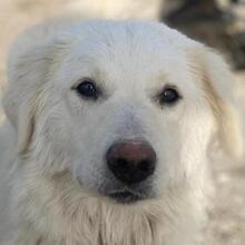 NORTH, Hund, Mischlingshund in Griechenland - Bild 1