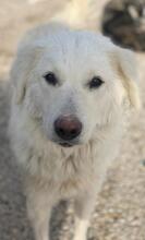 NORTH, Hund, Mischlingshund in Griechenland - Bild 10
