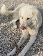 NORTH, Hund, Mischlingshund in Griechenland - Bild 3