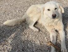 NORTH, Hund, Mischlingshund in Griechenland - Bild 5