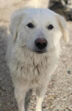NORTH, Hund, Mischlingshund in Griechenland - Bild 7