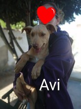 AVI, Hund, Mischlingshund in Spanien - Bild 10