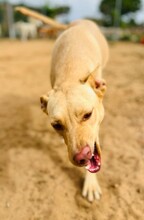 AVI, Hund, Mischlingshund in Spanien - Bild 2