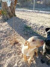 AVI, Hund, Mischlingshund in Spanien - Bild 5