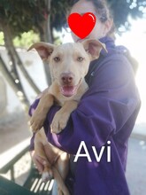 AVI, Hund, Mischlingshund in Spanien - Bild 7