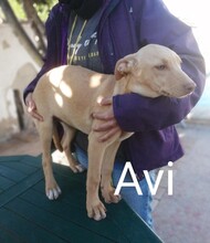 AVI, Hund, Mischlingshund in Spanien - Bild 8