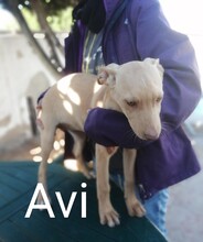 AVI, Hund, Mischlingshund in Spanien - Bild 9