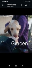 GRAISEN, Hund, Mischlingshund in Grafenberg - Bild 12