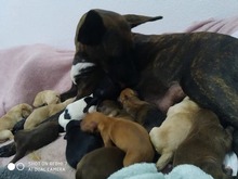 GRAISEN, Hund, Mischlingshund in Grafenberg - Bild 19