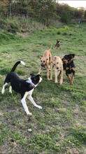 GRAISEN, Hund, Mischlingshund in Grafenberg - Bild 2