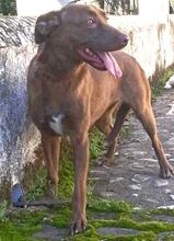 BUENA, Hund, Mischlingshund in Spanien - Bild 3