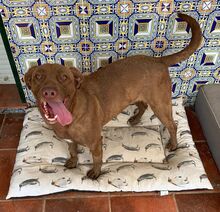 BUENA, Hund, Mischlingshund in Spanien - Bild 4