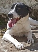 LOTTI, Hund, Mischlingshund in Spanien - Bild 1