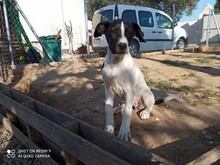 LOTTI, Hund, Mischlingshund in Spanien - Bild 2