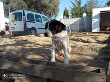 LOTTI, Hund, Mischlingshund in Spanien - Bild 3