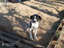 LOTTI, Hund, Mischlingshund in Spanien - Bild 4