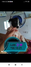 LOTTI, Hund, Mischlingshund in Spanien - Bild 5