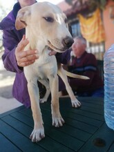 BLAISE, Hund, Labrador-Mix in Grafenberg - Bild 4