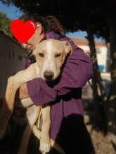 BLAISE, Hund, Mischlingshund in Spanien - Bild 5