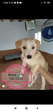 BLAISE, Hund, Mischlingshund in Spanien - Bild 6