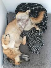 PAMMY, Hund, Mischlingshund in Berlin - Bild 14