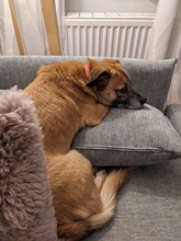 PAMMY, Hund, Mischlingshund in Berlin - Bild 6