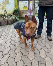 GINA, Hund, American Staffordshire Terrier-Mix in Zweibrücken - Bild 1