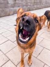 GERONIMO, Hund, Mischlingshund in Slowakische Republik - Bild 3