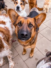GERONIMO, Hund, Mischlingshund in Slowakische Republik - Bild 5