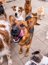 GERONIMO, Hund, Mischlingshund in Slowakische Republik - Bild 6